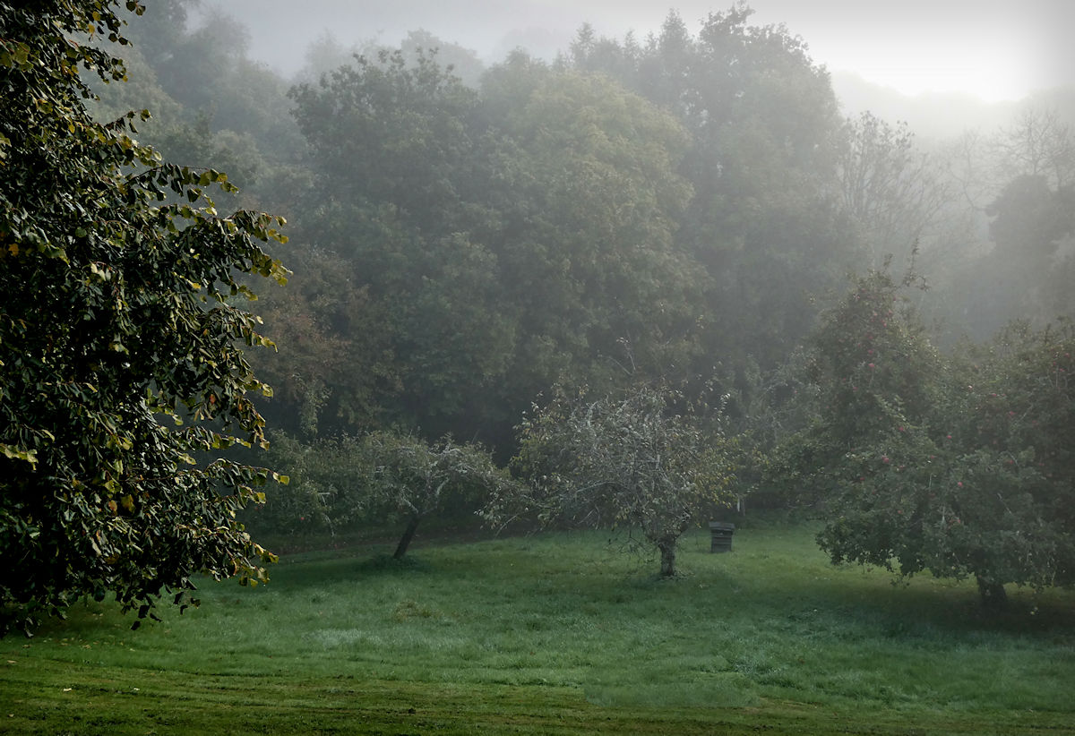 Orchard in mist 1
